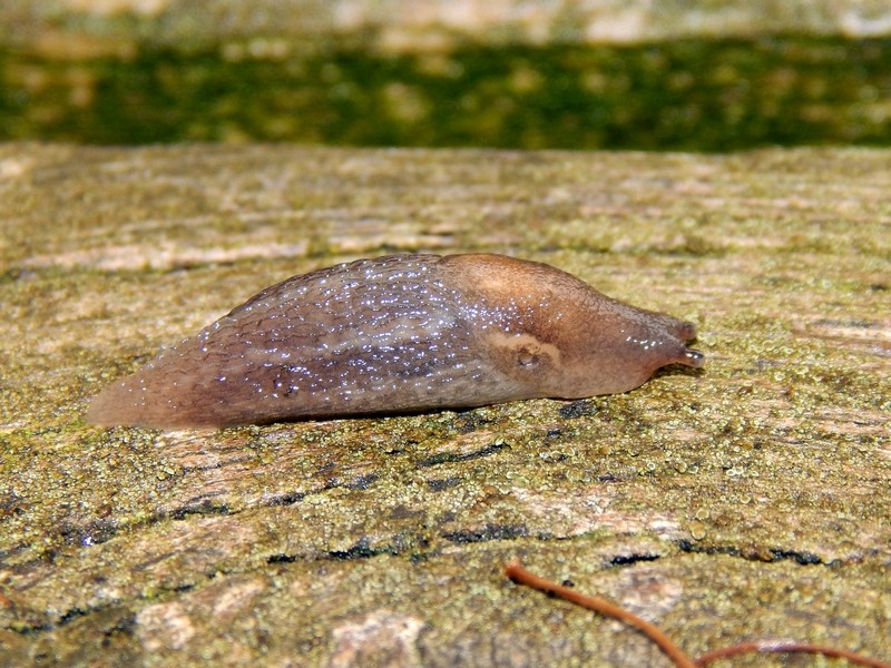 Limax da Pontevecchio MI (Parco del Ticino)